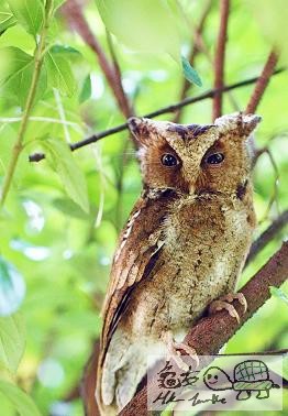 貓頭鷹,........jpg