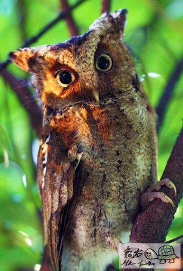 貓頭鷹,....jpg