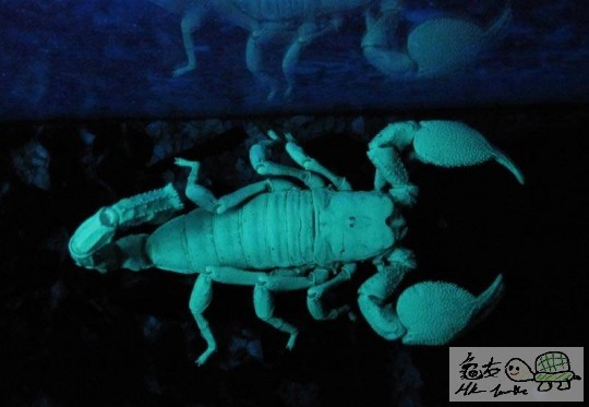 glowingscorpion.jpg