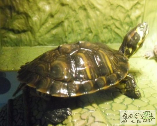 ( 已經被發現XD轉過頭埋黎)O岩O岩游完水上黎,曬緊燈,好拎身~