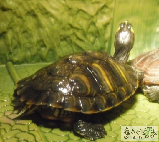 (偷拍先影到背面XD事關佢好鐘意望住我)O岩O岩游完水上黎,曬緊燈,好拎身~