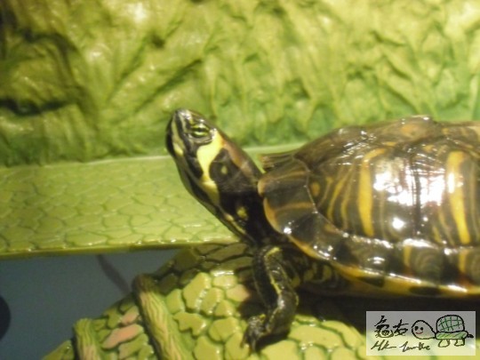 個頭眼后面有達漸變紅色, 好特別~