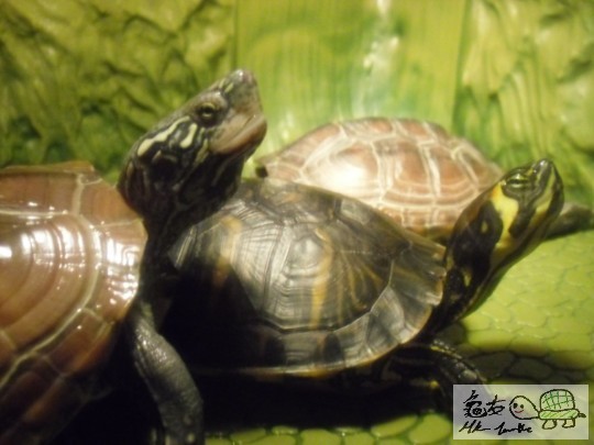 隻白板好鐘意痴住隻豆豆, 又鐘意搶鏡, 好難先影到單龜相==就好似尼張,尼個角度單計頭比例, 已經俾隻白板搶  ...