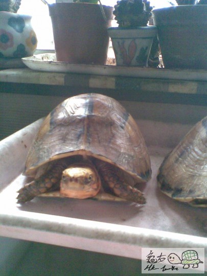 花王胃口好好, 想食