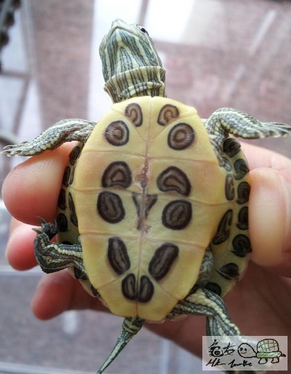 turtle.jpg