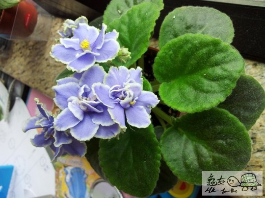 20120506_121916.jpg