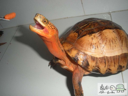 生长蚊都有三条甘多咯哈哈..