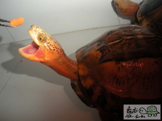 生长蚊都有三条甘多咯哈哈..