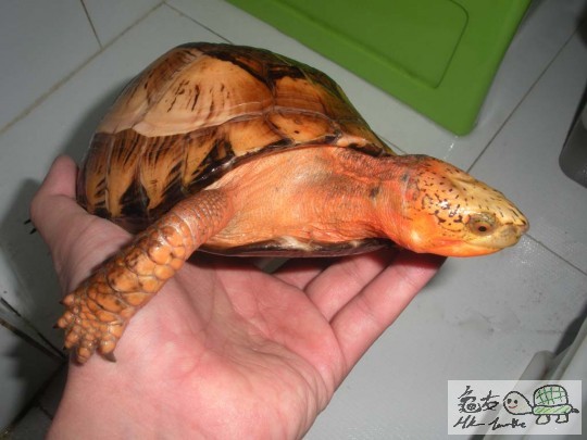 呢只样咗三年噶啦..