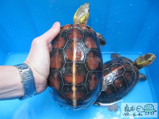 母