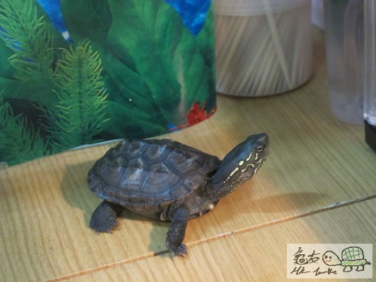 我係小草龜