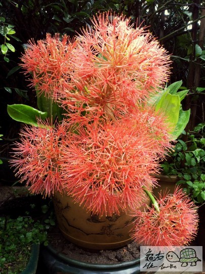 紅波波