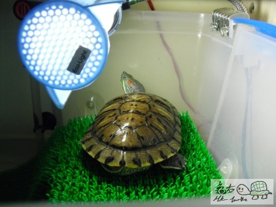 E隻就係阿二,平時佢好鬼鐘意個頭向我E邊,但係咁O岩影相果刻佢又用個LAW得住我@@ ... ... ... ... ... ...