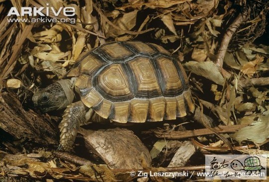 Chaco tortoise 2.jpg