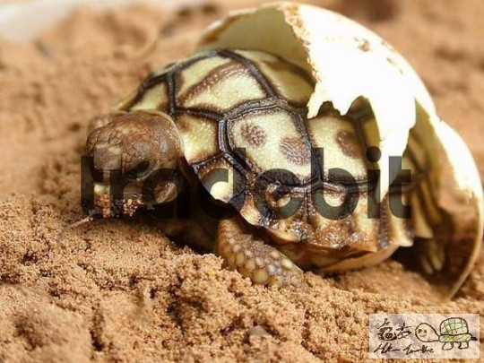 Chaco tortoise.jpg