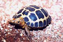 Celebes  tortoise.jpg