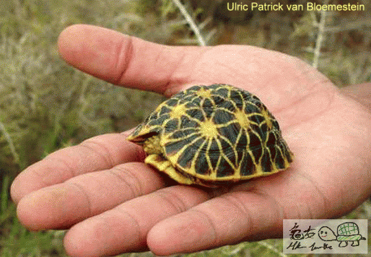 Geometric tortoise 2.gif