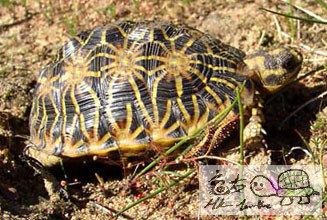 Geometric tortoise.jpg