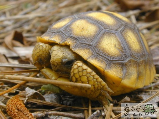 Gopher tortoise.jpg