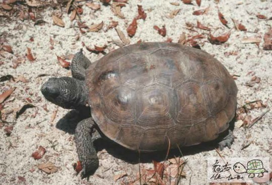 Gopher tortoise - Gopherus polyphemus.jpg
