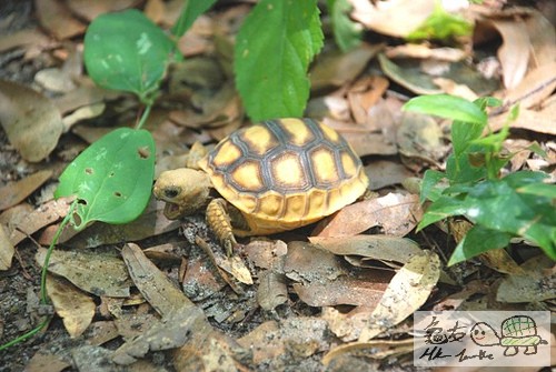Gopher tortoise eat.jpg