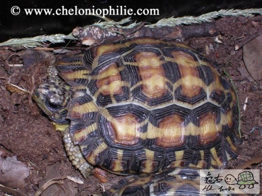 Pyxis planicauda.jpg