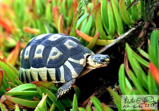 Angulate Tortoise 3.jpg