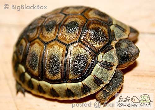 Angulate Tortoise.jpg