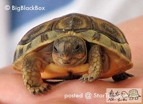 Angulate Tortoise 2.jpg
