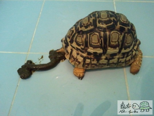 第13日終於有臭臭la!