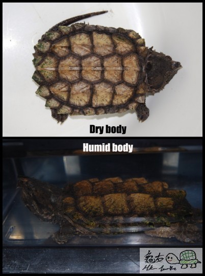 Dry Humid body2 .jpg