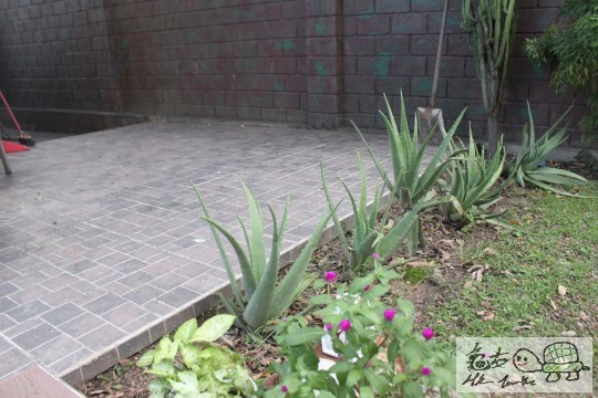 花園環境(睇住先放!)