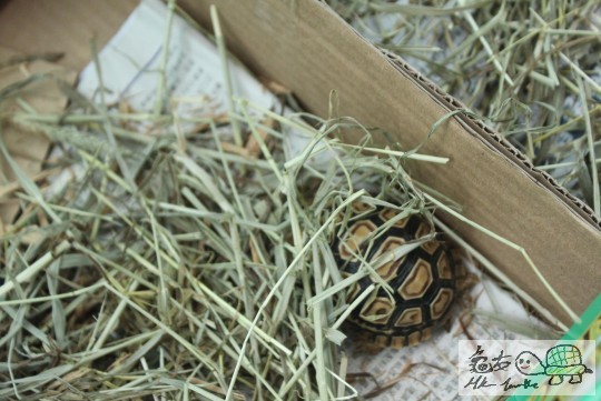 豹仔訓覺(露台)