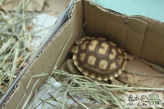 盾仔訓覺(露台)