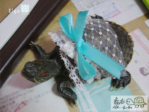 自製寶貝烏龜小婚紗.jpg