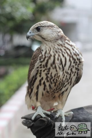 隼 (2).jpg