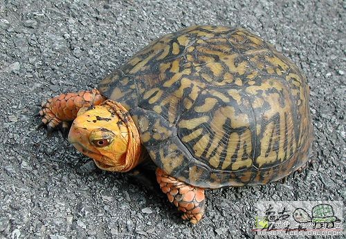 BOX TURTLES 01.jpg
