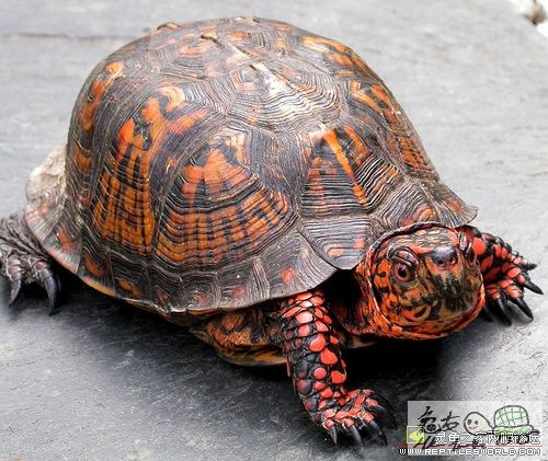 BOX TURTLES 02.jpg