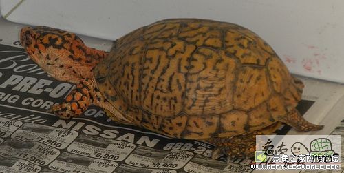 BOX TURTLES 03.jpg