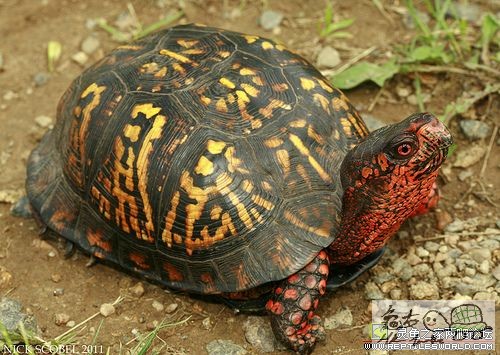 BOX TURTLES 04.jpg