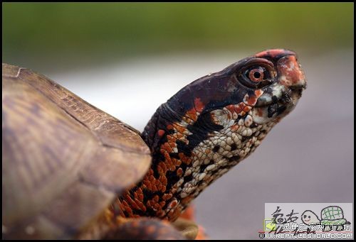 BOX TURTLES 05.jpg