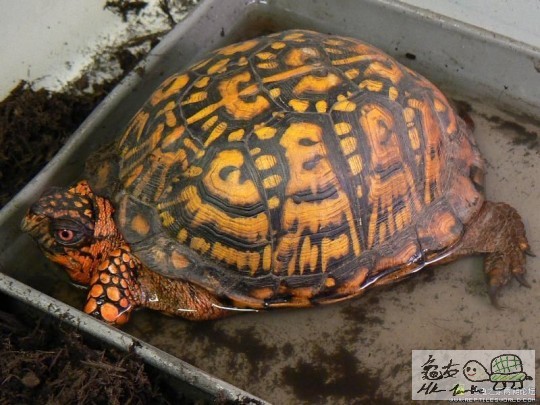 BOX TURTLES 24.jpg