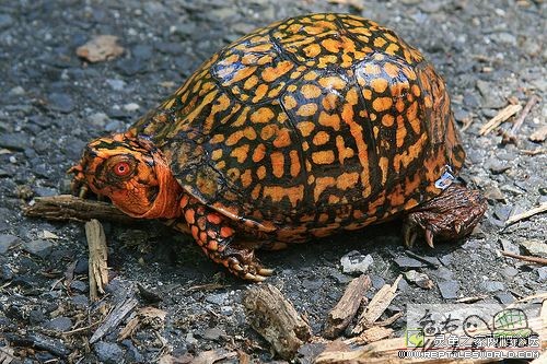 BOX TURTLES 22.jpg