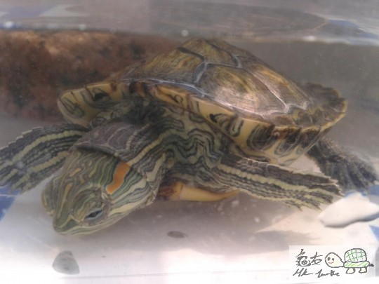 另付大龜暢泳相:)