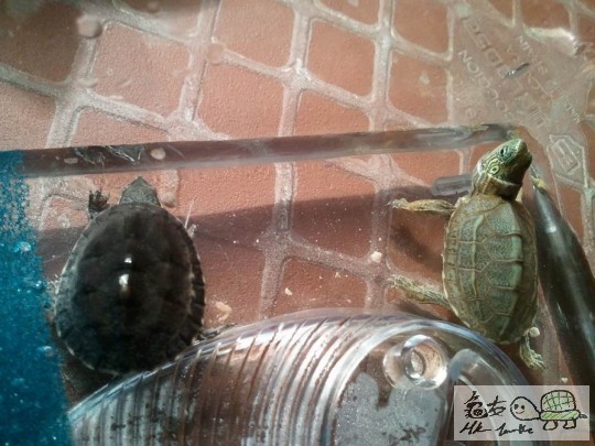 調整大小2012-08-08 19.53.19.jpg