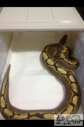 Spider (公) 約600g