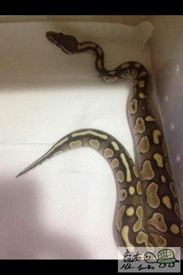 Butter (公) 約200g