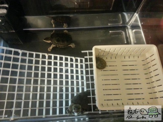 成功分開佢地唔駛分缸