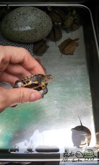 @@@@@@@@@@@@@ 237.jpg