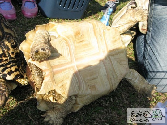 呀橙被翻轉了><